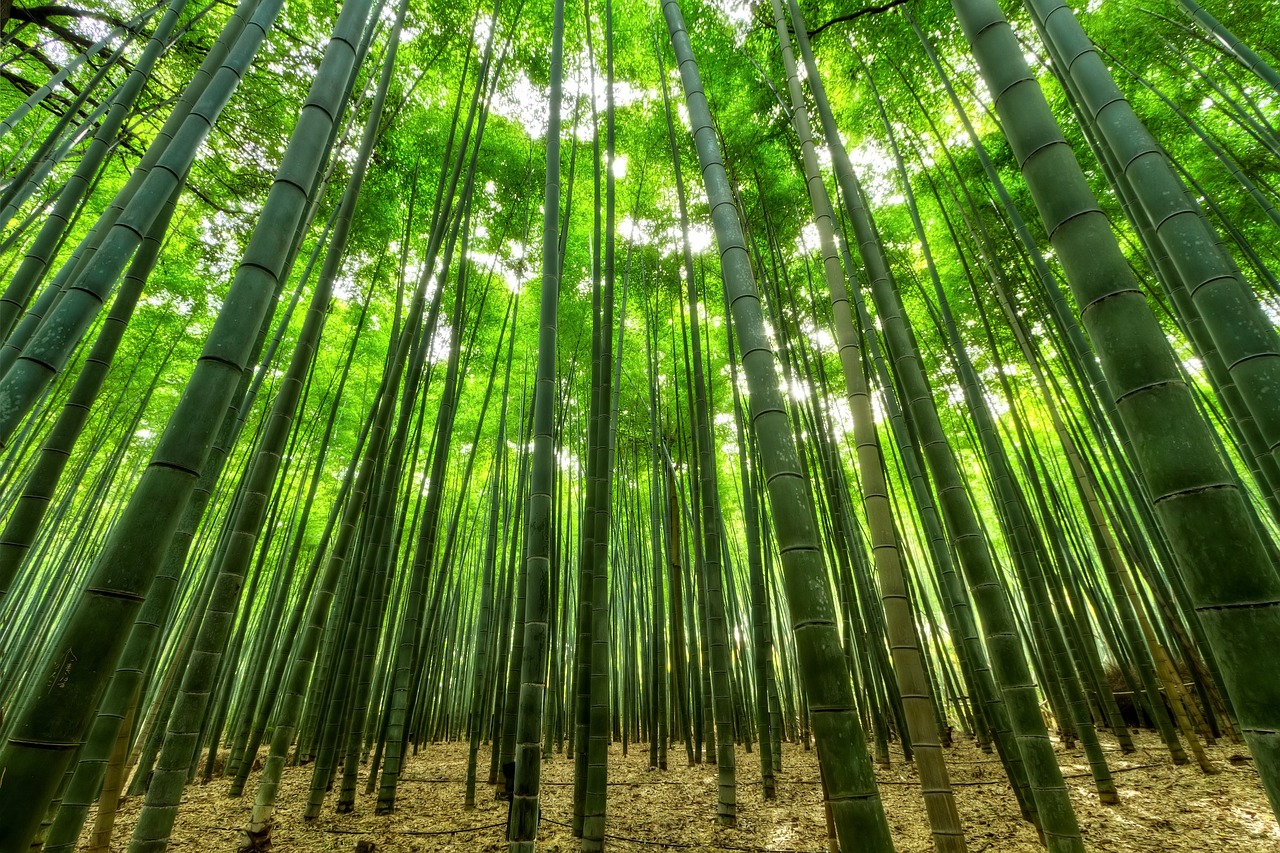 Bambou dans le Lot